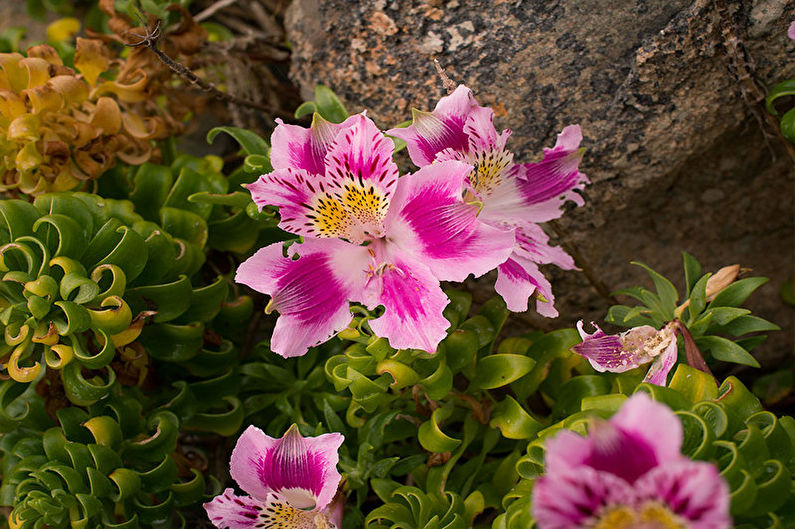 Hodowla Alstroemeria