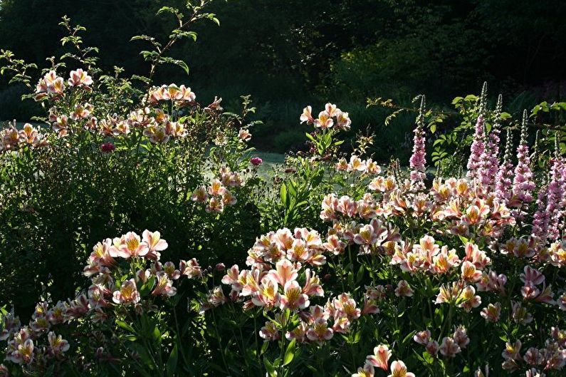 Alstroemeria tenyésztés