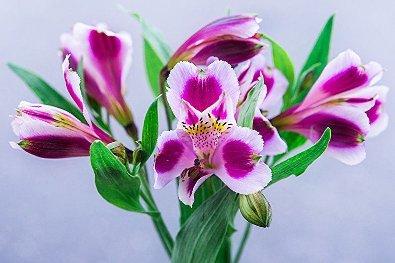 Alstroemeria - ภาพถ่าย