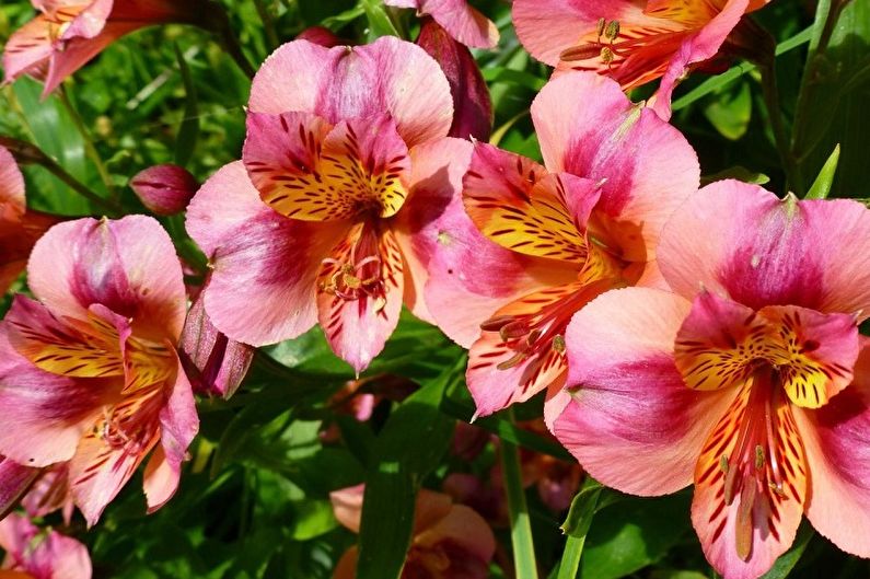 Alstroemeria - larawan