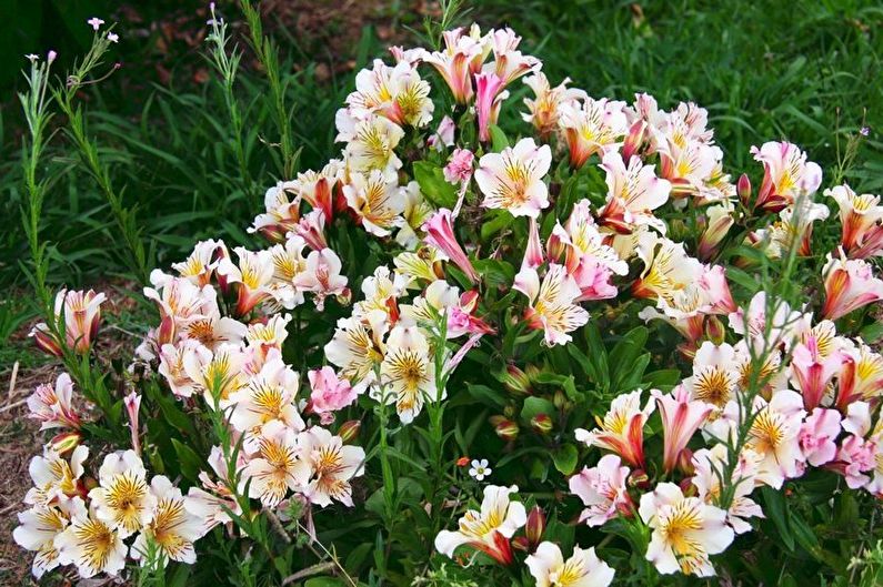 Alstroemeria - fotografie