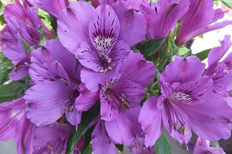 Alstroemeria - larawan