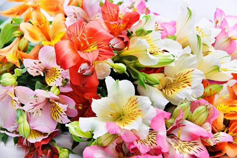 Alstroemeria - ภาพถ่าย