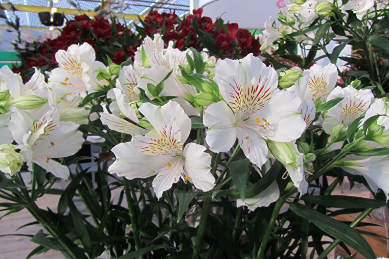 Alstroemeria - fotografia