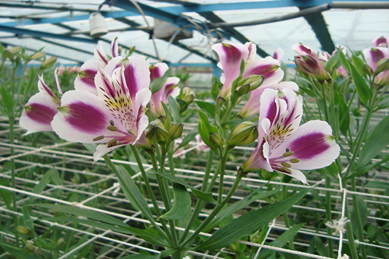 Alstroemeria - fotografia