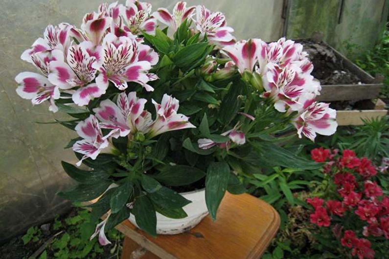 Alstroemeria - ภาพถ่าย