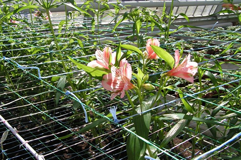 Alstroemeria - fotografie