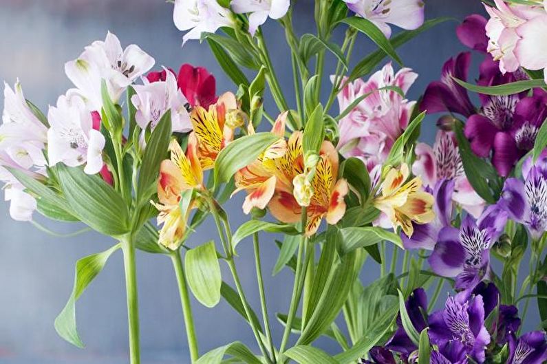 Alstroemeria - valokuva