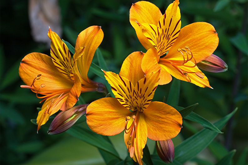 Alstroemeria - fénykép