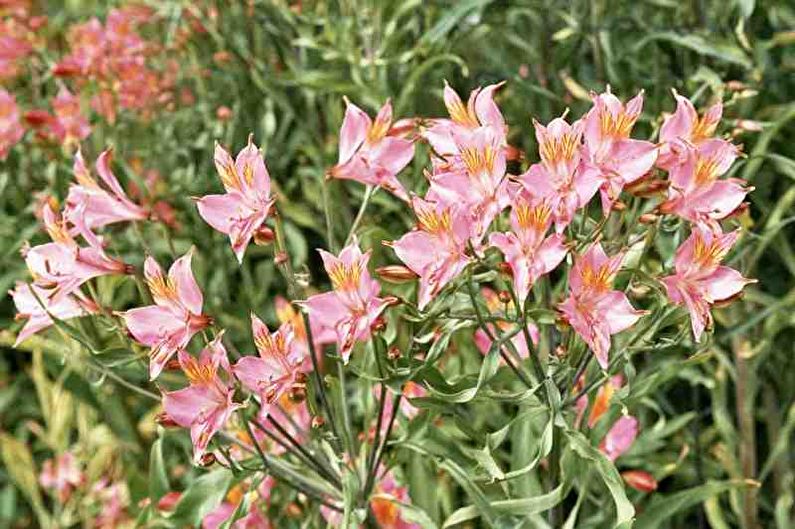 Alstroemeria - ภาพถ่าย