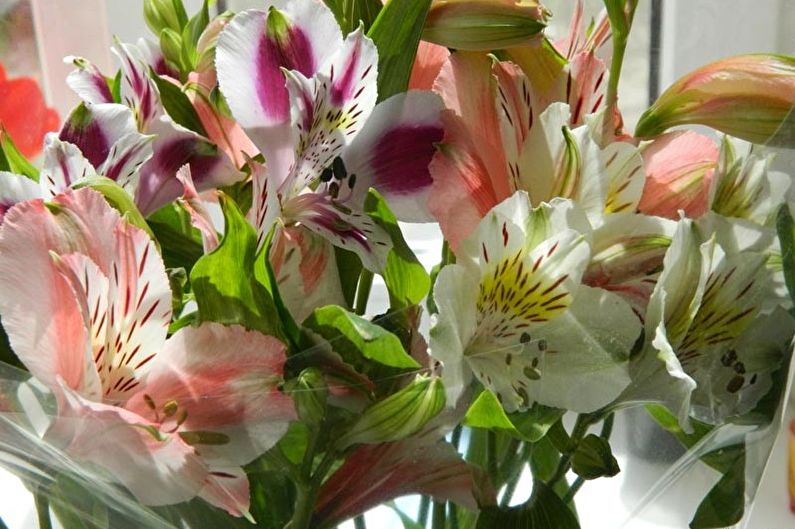 Alstroemeria - fotografija