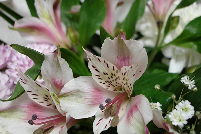 Alstroemeria - ảnh