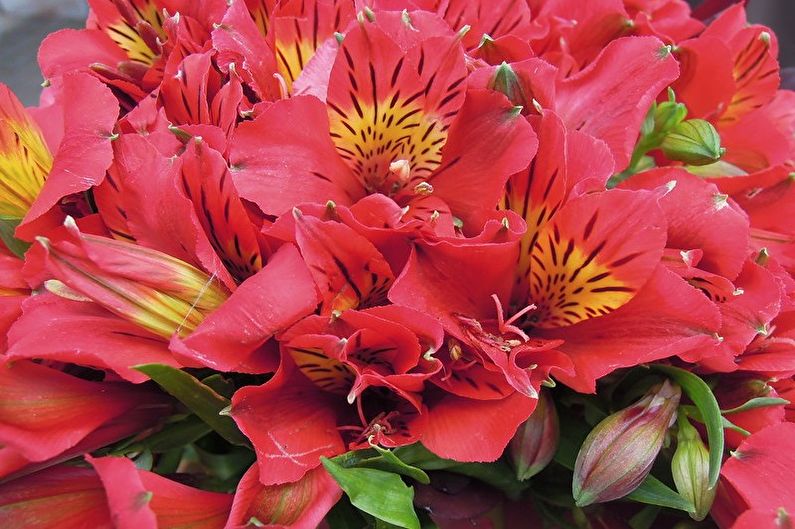 Alstroemeria - fénykép