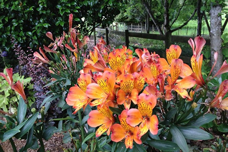 Alstroemeria - fotoğraf