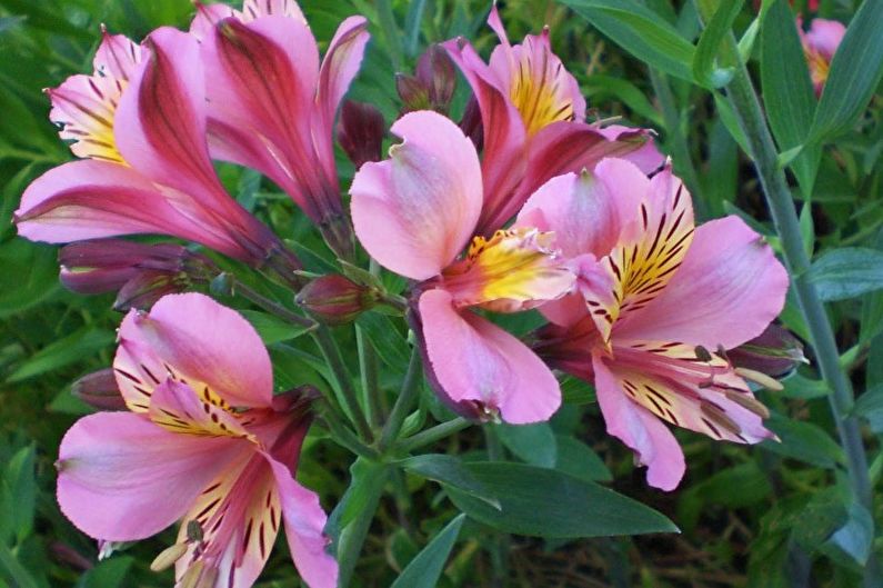 Alstroemeria - fotografija