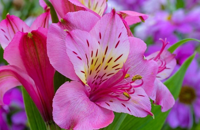 Alstroemeria - fotografija