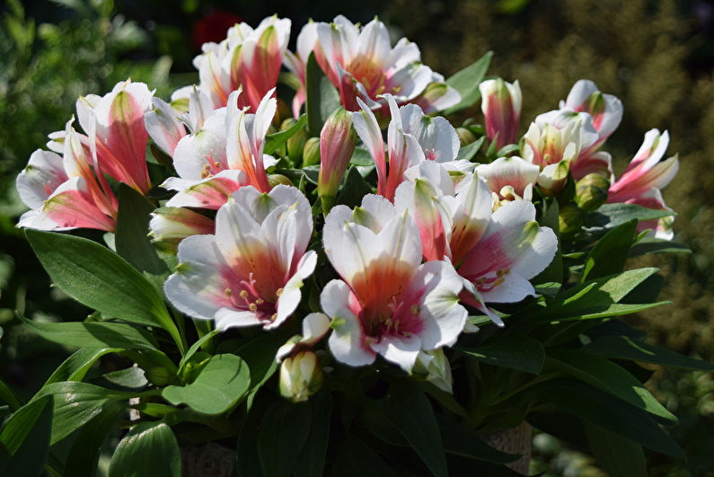 Alstroemeria - larawan