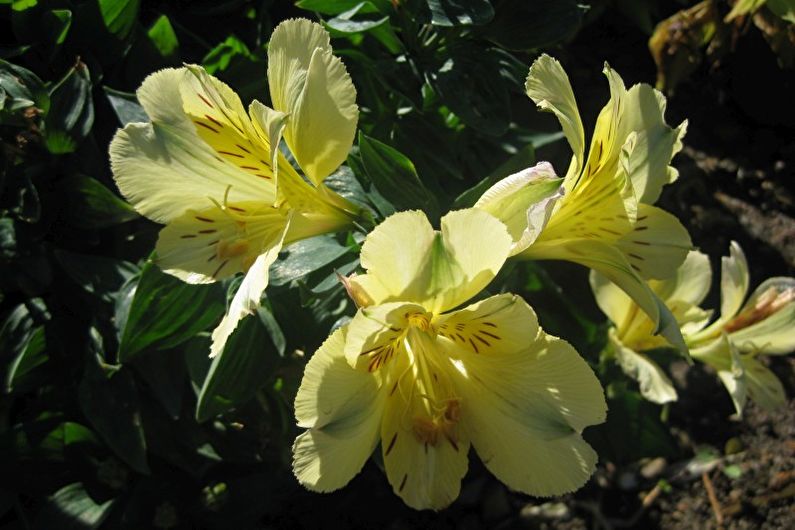 Alstroemeria - larawan