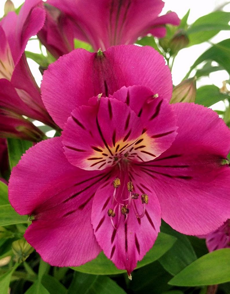 Alstroemeria - fotografie