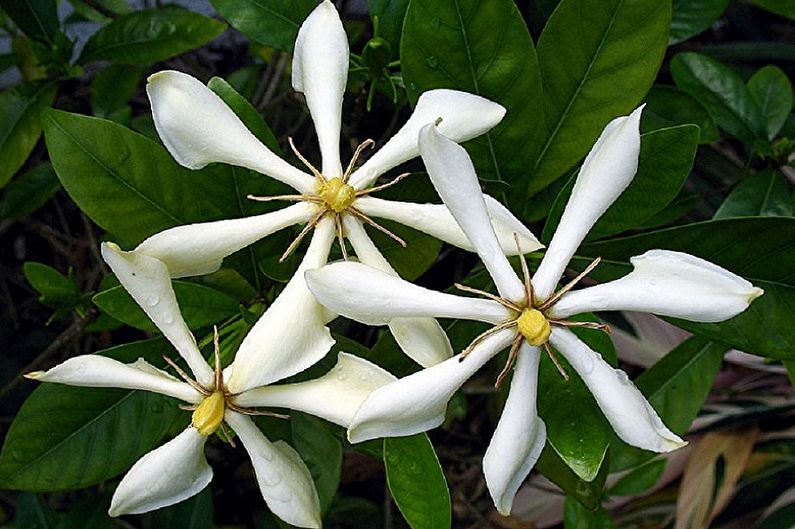 Vietnamese gardenia