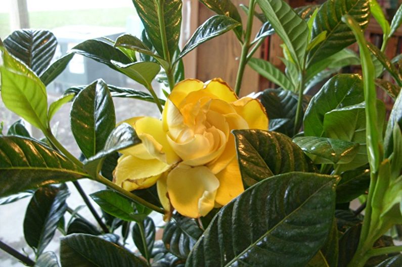 Gardenia gialla