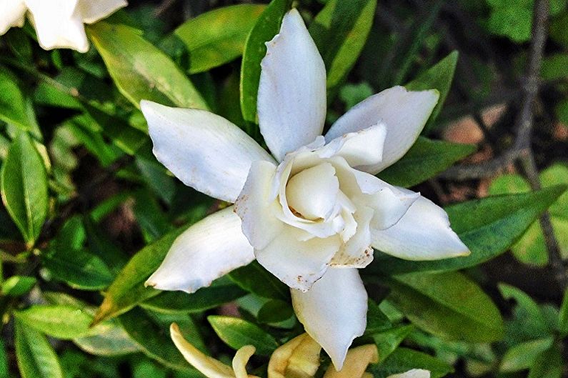 Gardenia citriodora