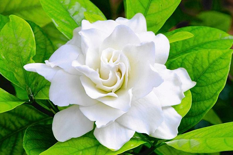 Gardenia - Verlichting