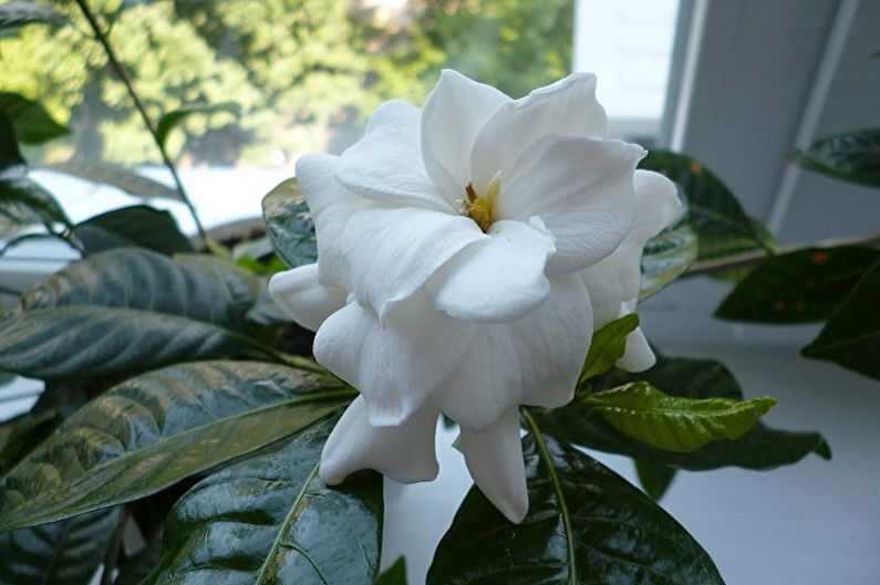 Gardenia - Beleuchtung