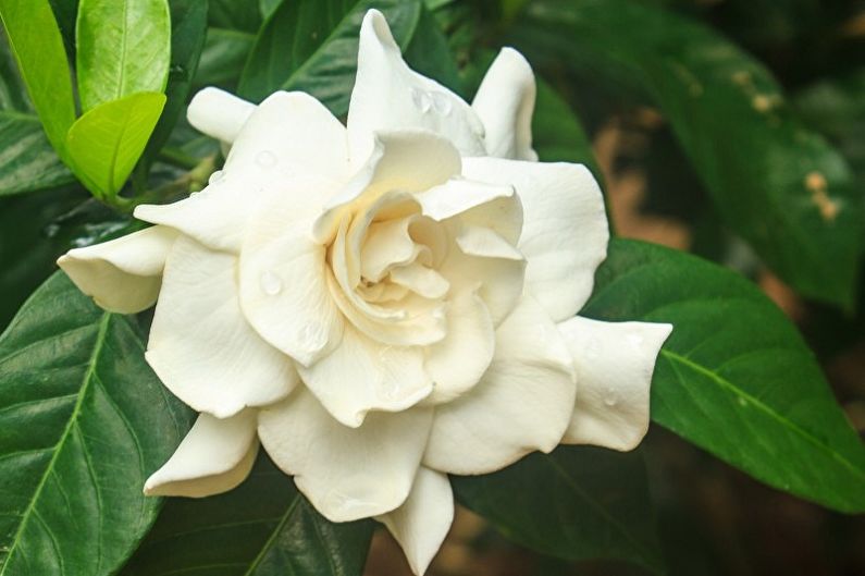 Gardenia - temperatur