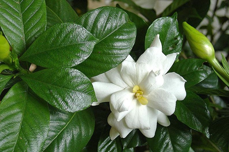 Gardenia - teplota