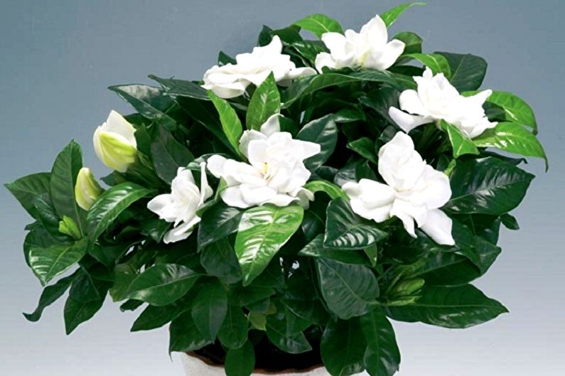 Gardenia - Humitat