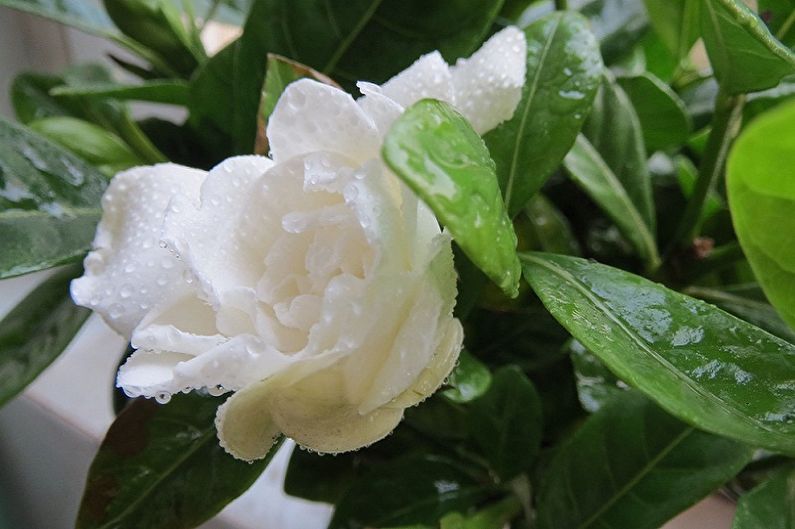 Gardenia - Water geven