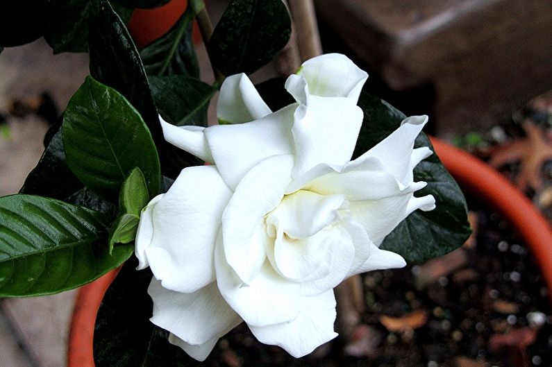 Gardenia - Fertilizante y aderezo