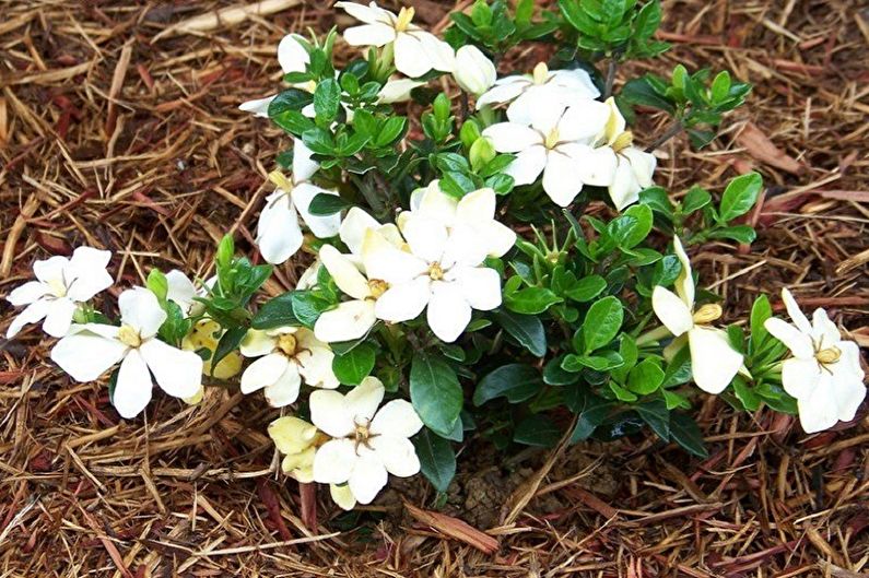 Gardenia - Trasplante al aire libre