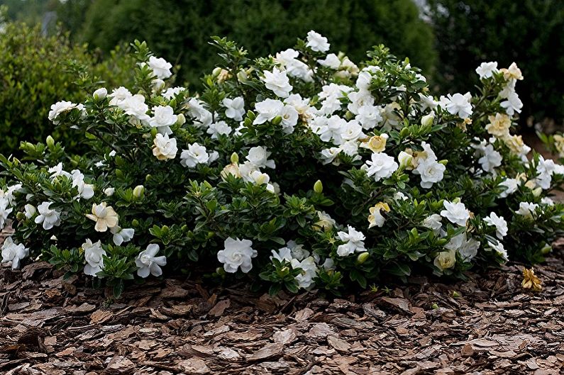 Gardenia - Buiten transplantatie