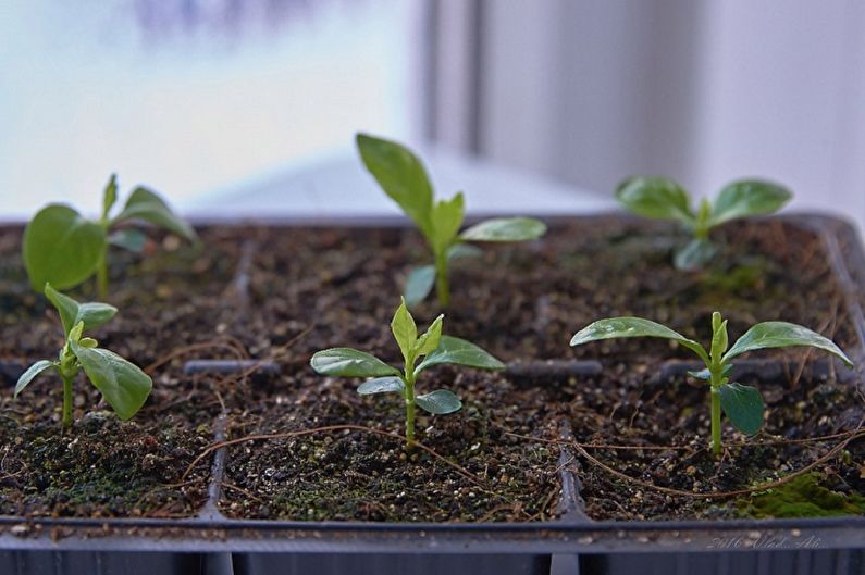 Gardenijos dauginimas sėklomis