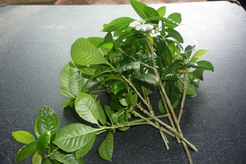 Nhân giống Gardenia bằng giâm cành