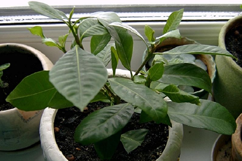 Propagació de gardenia per esqueixos