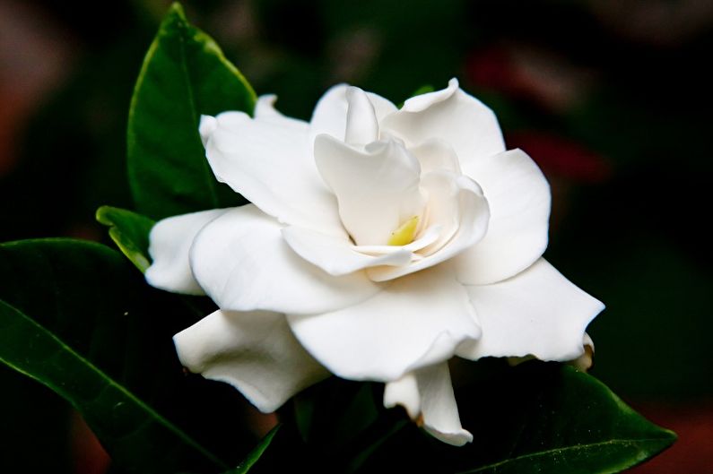 Gardenia - fotografia