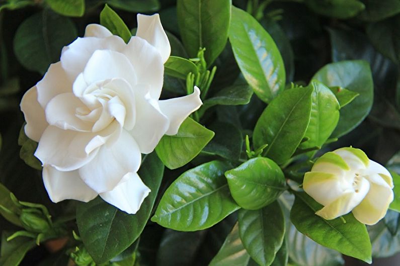 Gardenia - fotografia