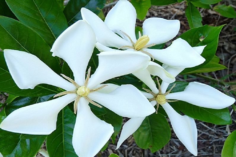 Gardenia - fotografia