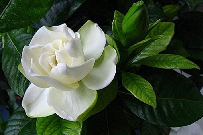 Gardenia - gambar