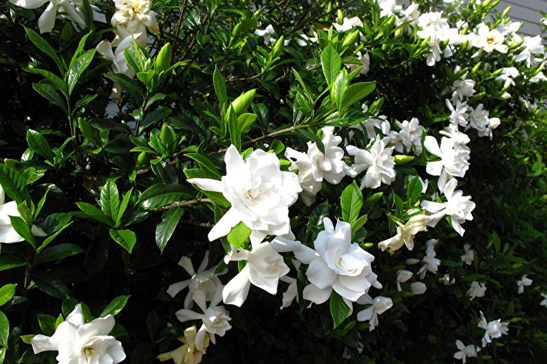 Gardenia - fotografia