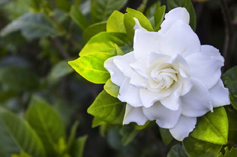 Gardenia - fotografia