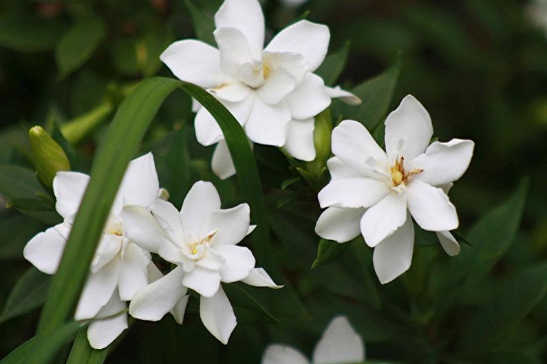 Gardênia - foto