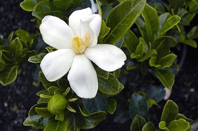 Gardenia - fotografia