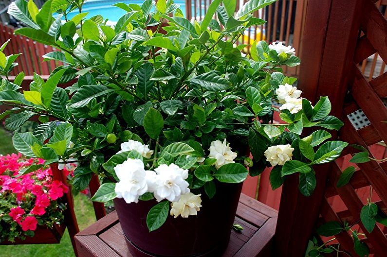 Gardenia - fotografia