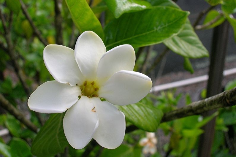 Gardenia - larawan