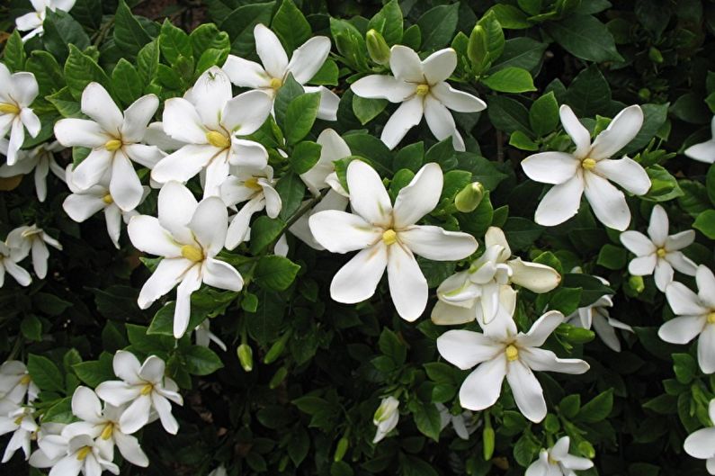 Gardenia - fotografia