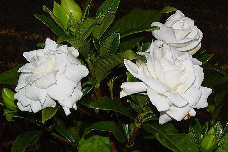 Gardenia - fotografia